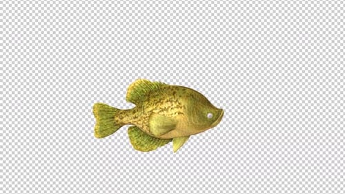 Crappies Fish Swim 2