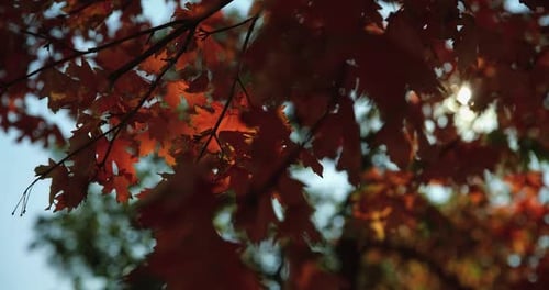 Gros plan à angle faible, feuillage d'automne