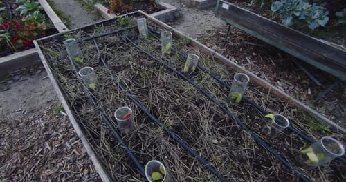 Verschiedene Pflanzenarten in einem Gemüsegarten im Freien. 4K