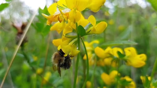 Ralenti, gros plan, abeille ramassant le pollen d'une fleur jaune et tombant