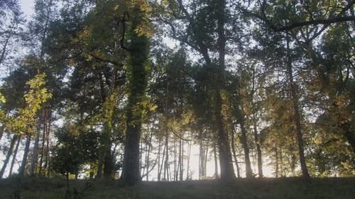 Waldblick mit grünen Blättern, Nahaufnahme, grüner Park mit vielen verschiedenen Bäumen, Holzstammstruktur in