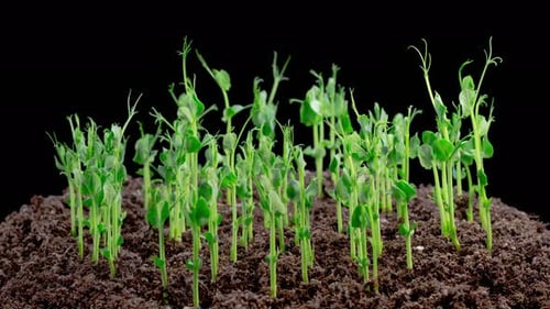 Time Lapse of Growth Green Peas Beans Plants