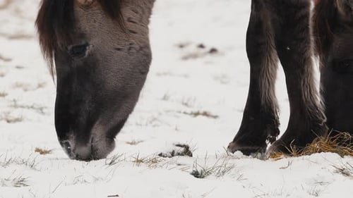 Wild Horse Grazing in Snowy Field in Belarus Naliboki Forest CloseUp