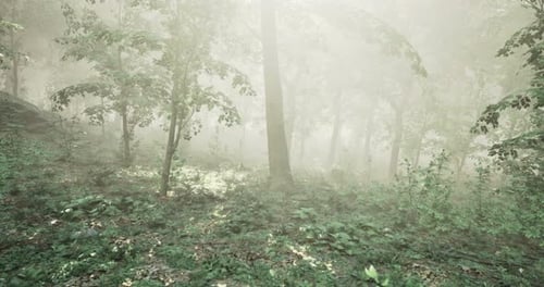 Misty Forest Landscape with Dense Trees and Undergrowth in Soft Light
