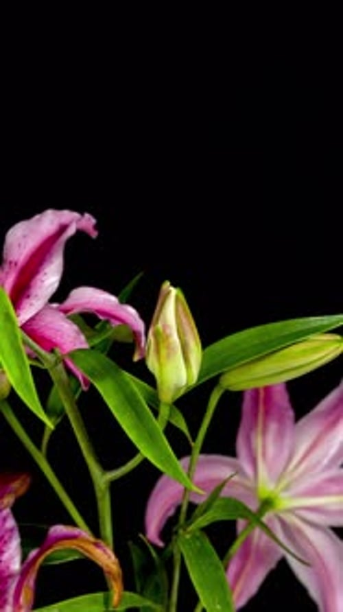 Pink Lily Flower Blossoming on Black Background