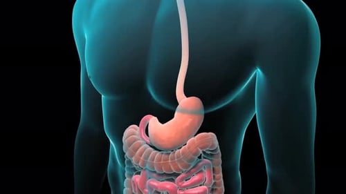 3D Animation of Human Digestive System with Stomach and Intestines
