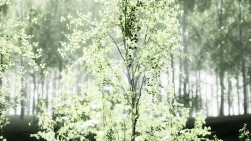 The Last Rays of the Sun Filter Through the Birch Forest