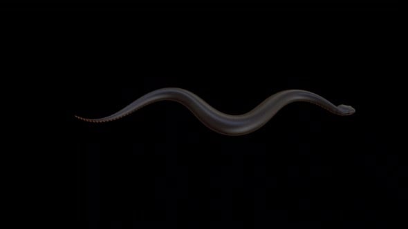 3D Animated Black Snake Slithering on Alpha, Elements Motion Graphics ...