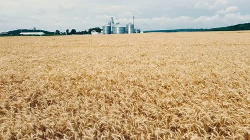 Aerial Flight Over a Field of Ripe Yellow Wheat and Grain Elevators in the Background