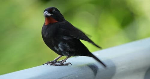 Lesser Antillean bullfinch (Loxigilla noctis), male bird, Guadeloupe, french caribbean islands.