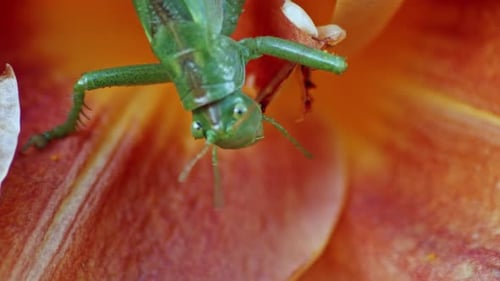A close-up shot of a green great grasshopper head eating an orange blossoming flower.
