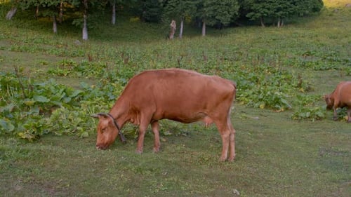Cows Grazing Peacefully on Grassy Hillside