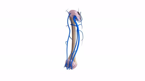 3D Animation of Human Humerus Bone and Veins Rotation
