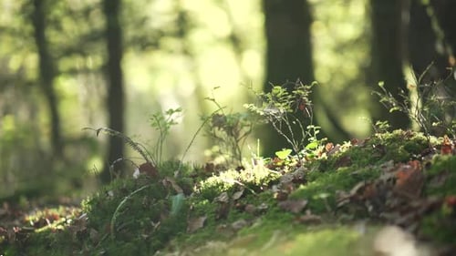 A background silhouette walking in the woods behind a spider web on moss