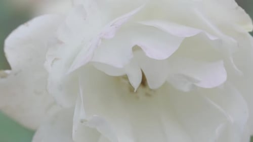 Close Up White Rose