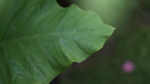 Green Leaf Baground