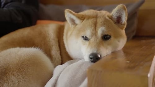 Tan Shiba Inu Resting Head on Blanket