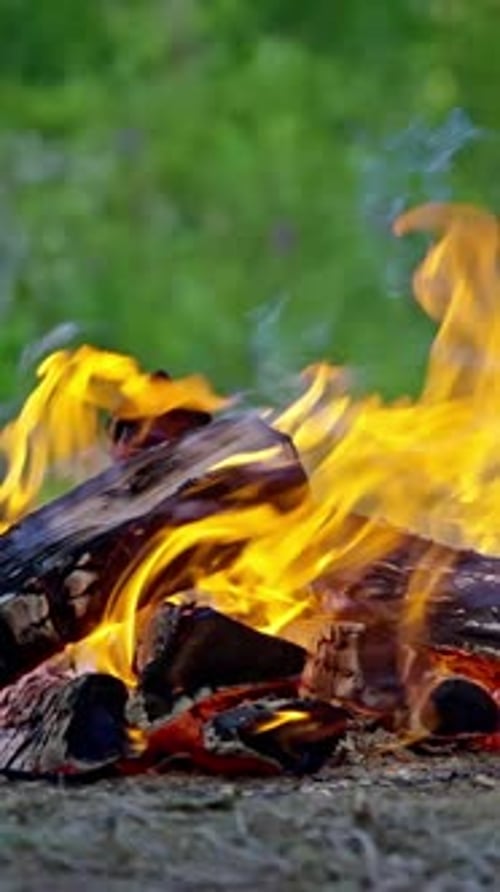 Feu de camp dans la forêt