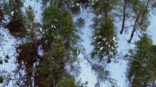 Brown Bear in Snowy Pine Forest Aerial View
