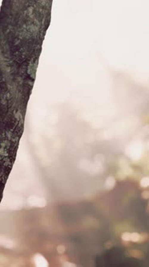 The Verdant Forest Glows Under the Warmth of the Sun