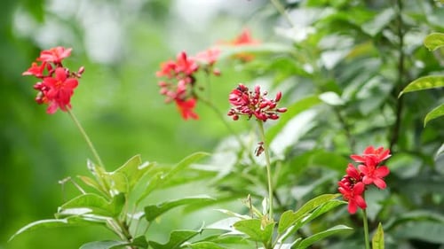 There are red flowers in the garden