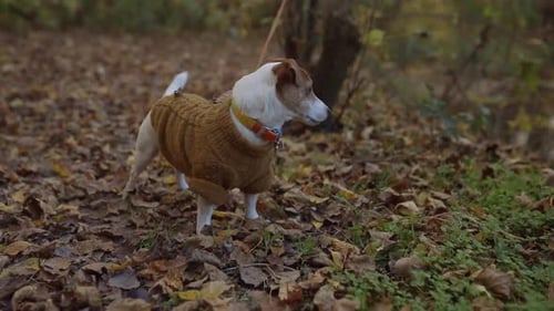 Dog Wearing Sweater Standing on Autumn Leaves