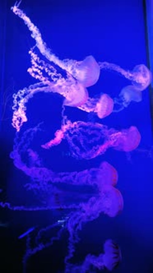 Jellyfish Gently Swimming in a Blue Illuminated Tank