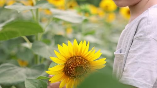 cute boy in sunflowers field.kid with flowers covering eyes,holding a bouquet