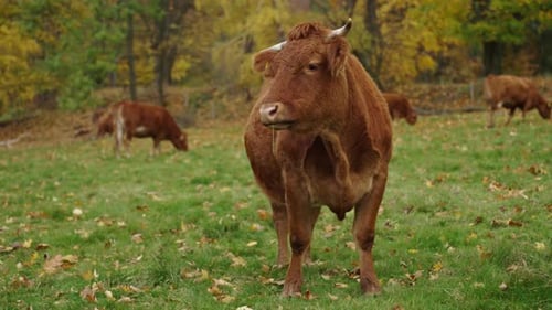Brown Cow Grazing on Field with Green Grass