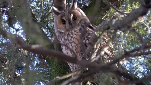 Long-Eared Owl Perched in a Green Tree