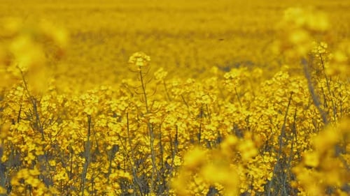 Campo de canola en flor amarilla