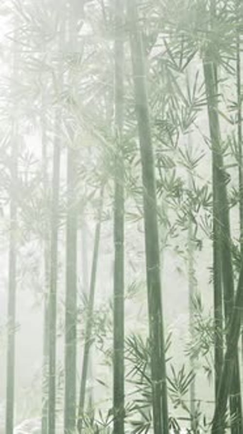 Morning Atmosphere in a Bamboo Forest