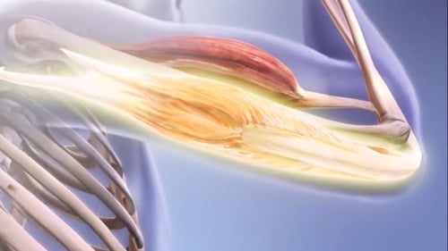 Human Arm Biceps and Triceps Muscle Contraction Animation