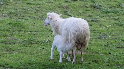 Hungriges weißes Lamm trinkt Milch von seiner Schafmutter (Mutterschaf) auf Sardinien, Italien