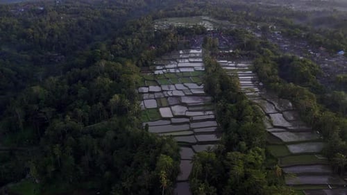 Luftaufnahme von Reisfeldern bei Sonnenuntergang mit Palmen, Indonesien.