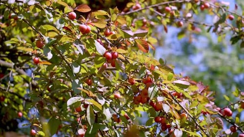 Branches of a tree with ripe red fruits and green leaves in sunlight