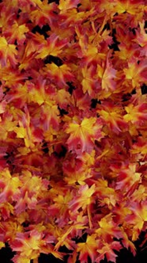 Falling Autumn Maple Leaf Transition on Transparent Background Vertical Overlay