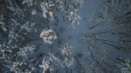 Aerial drone flight over snow covered forest in winter, cold weather, peaceful relaxing view during
