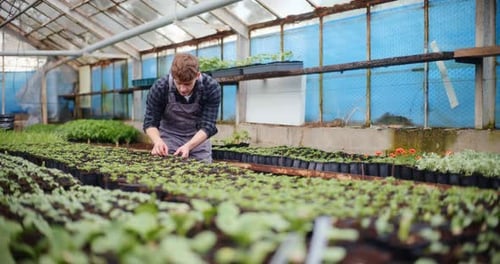 Young Man tending Seedlings inside Greenhouse