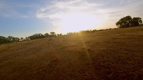 Herd of Horses Running Across a Field at Sunset Drone Fpv Video