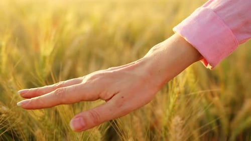 Hand gently stroking a golden wheat field