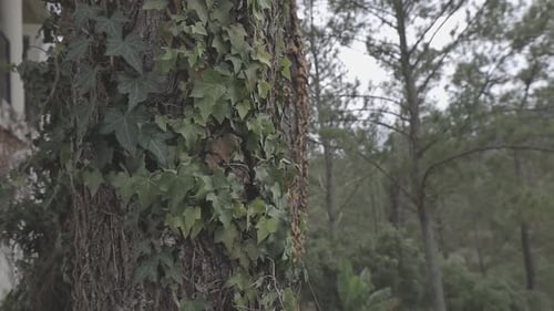 Nahaufnahme eines strukturierten Baumstamms mit grünen Blättern und verschwommenem Waldhintergrund
