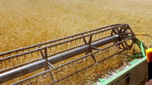 Erntekonzept für die industrielle Landwirtschaft. Wunderschöner landwirtschaftlicher Hintergrund in der Natur. Gestreifte Landschaft W
