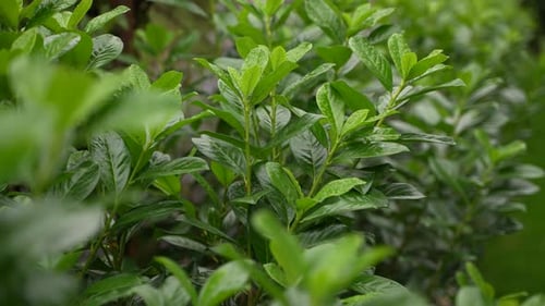 Green Leaves Blowing in the Breeze