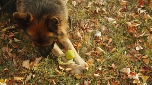 German Shepherd Dog Playing with a Toy in the Autumn Park Closeup Purebred Dog Pet Walking in Forest