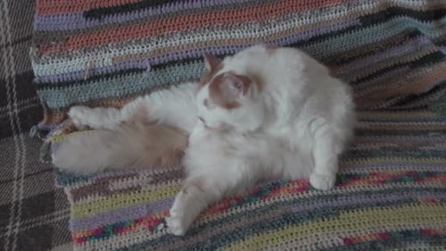 Fluffy Cat Lounging and Grooming on Blanket