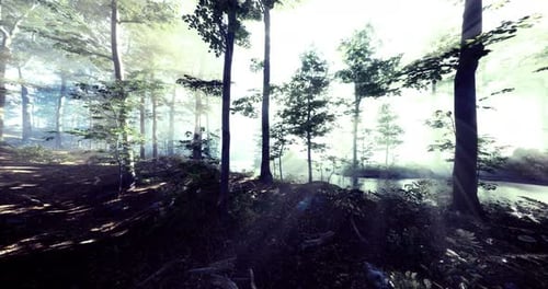 Sunlight Filters Through Trees in a Serene Forest at Dawn