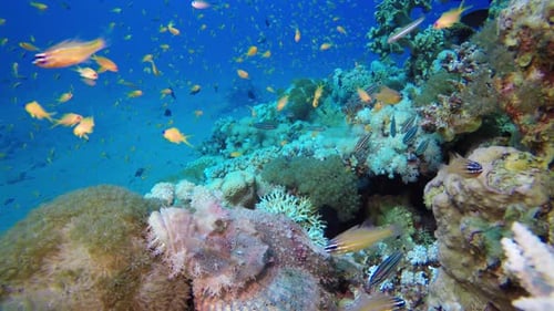 Scorpion Fish Tropical Coral Reef