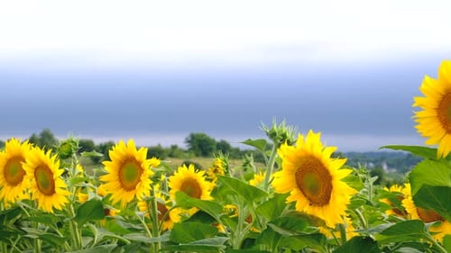 Sunflowers Bloom in the Field Selective Focus