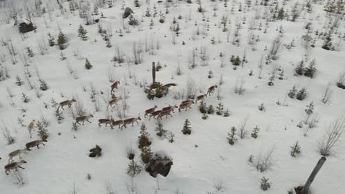 Circling aerial shot descending down to herd of caribou walking on snow covered ground